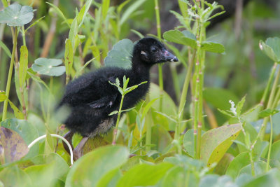 Purple Gallinule