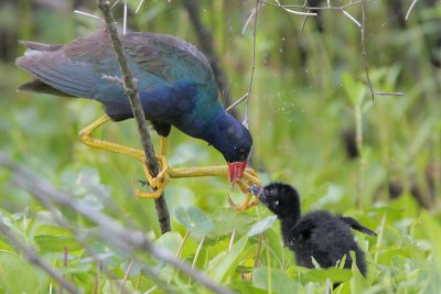 Purple Gallinule