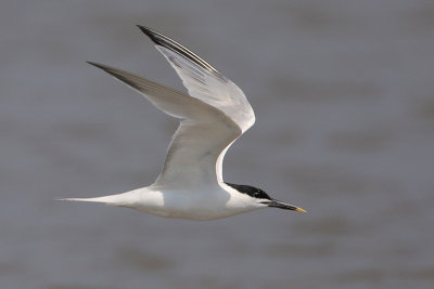 Sandwich Tern