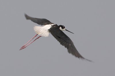 Black-necked Stilt