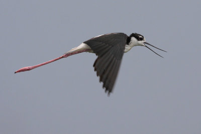 Black-necked Stilt