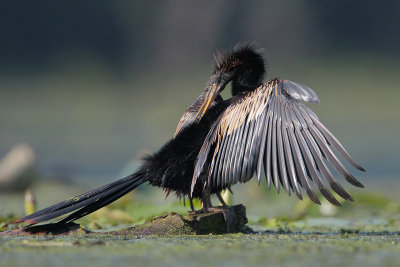 Anhinga