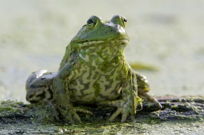 Bullfrog