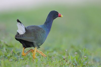 Purple Gallinule