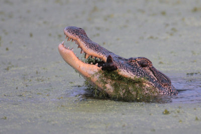 American Alligator w/Crawfish