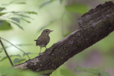 Ovenbird