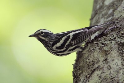 Black and White Warbler