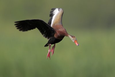 Black-bellied Whistling-Duck