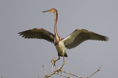 Tricolored Heron