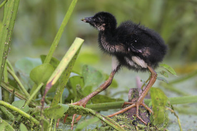 Purple Gallinule