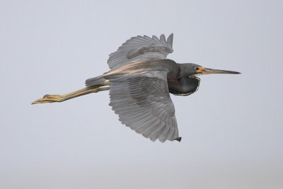 Tricolored Heron