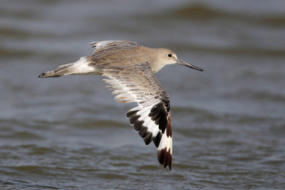 Willet