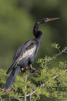 Anhinga