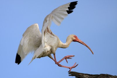 White Ibis