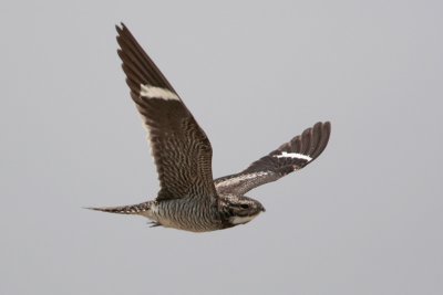 Common Nighthawk