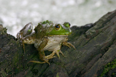 Bullfrog