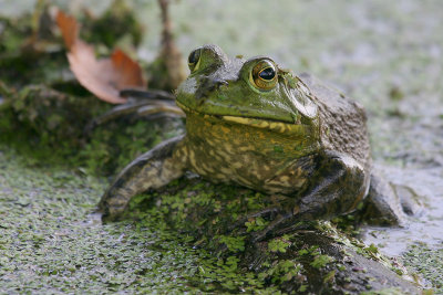 Bullfrog