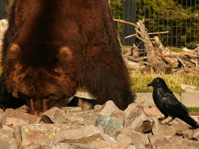 Wheres mine? Grizzly & Wolf Discovery Center, West Yellowstone, Montana, 2008