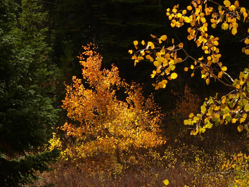 Changing seasons, Cache National Forest, Idaho, 2008