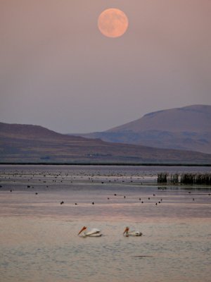 Sanctuary, Tule Lake National Wildlife Refuge, Tule Lake, California, 2008