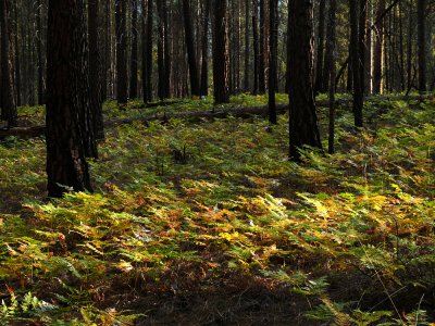 Deschutes National Forest, Oregon, 2008