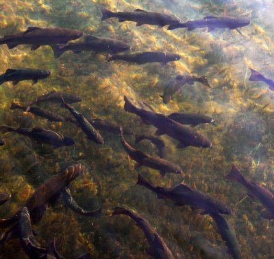 Trout tapestry, Wizard Falls Hatchery, Camp Sherman, Oregon, 2008