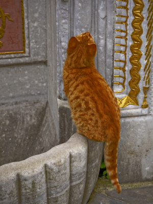 Top cat, Library of Amet III, Topkapi Palace, Istanbul, Turkey, 2009