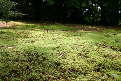 Hair moss