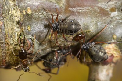 Aphids and their eggs (Lachnus roboris)