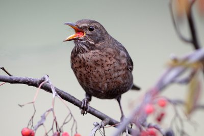 Blackbird eating berries