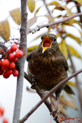 I'm always amazed how these big berries get down there!