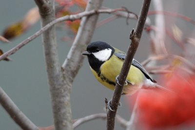 Great tit (Parus major)