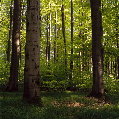Beech trees in the Steigerwald