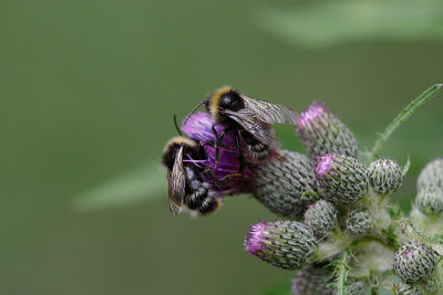 Two bumblebees on a thistle (Bombus pascuorum)