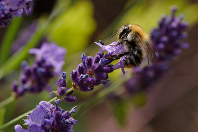 Bumblebee on lavender  (Bombus pascuorum)
