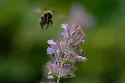 Bumblebee in flight  (Bombus pascuorum)