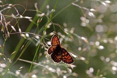 Meadow Fritillary