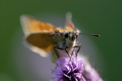 Small Skipper