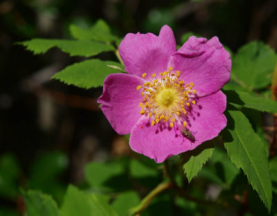 The Wild Rose - Alberta's FLower