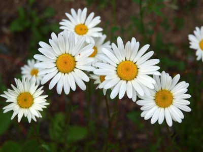more Oxeye Daisies
