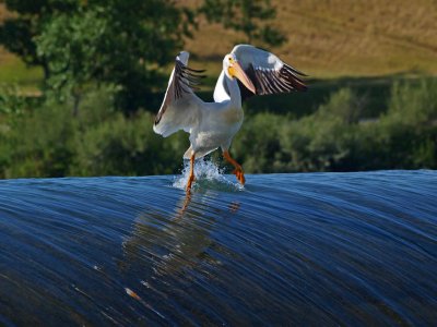 Surfing Pelican