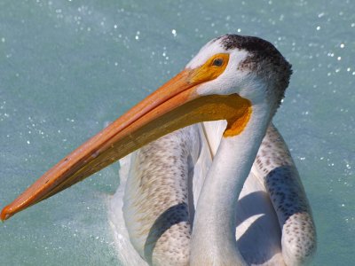 Portrait - American White Pelican