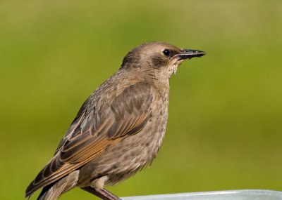 European Starling (juvenile)