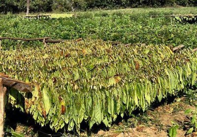 Drying Tobacco  Leaves Under The Sun, Cuba.JPG