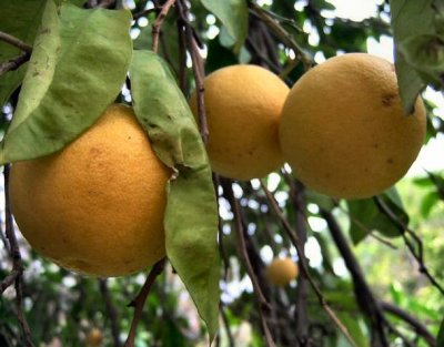 Grapefruits In An Orchard.JPG