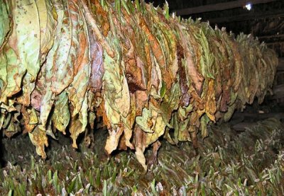 Drying Tobacco  Leaves In A Barn, Cuba.JPG