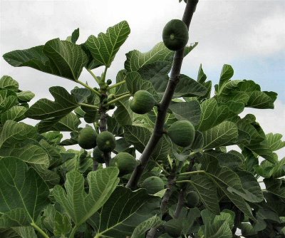A fig tree.JPG