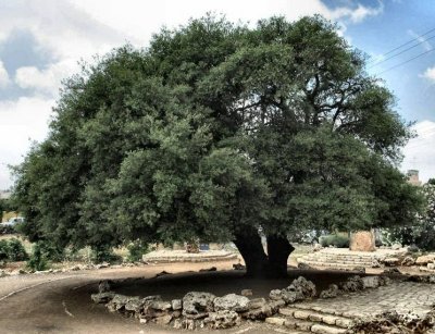 The lone oak near Alon Shvut ,Israel.JPG