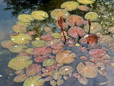 Wishing pond