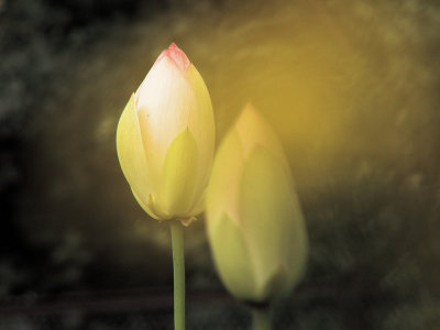 g5/82/591082/3/100964400.9VpZq9xl.jpg